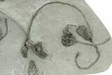 Fossil Crinoid Plate (Nine Species) - Crawfordsville, Indiana #231996-10